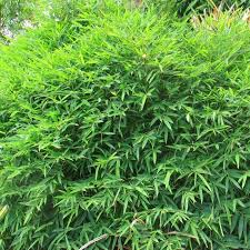 But there are also dwarf bamboo varieties that make for excellent ground cover. Chinese Dwarf Bamboo