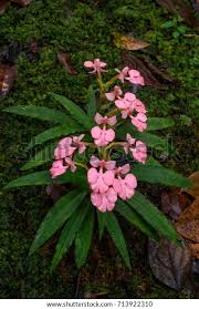 Image result for Habenaria villosa