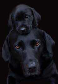 Dogs can get cancer, too. Black Dog 7 Warning Signs Your Dog Has Cancer Should Never Ignore It Cute Baby Dogs Cute Dogs And Puppies Dogs