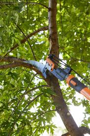 You may want to pay attention to the details of the discussion we are having. How To Prune Trees Better Homes Gardens