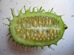 Image result for Cucumis anguria