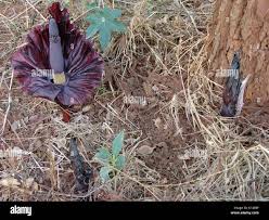 Image result for Chloris mossambicensis