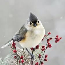 Christmas Bird Wallpaper Beautiful Birds Winter Bird Bird Pictures