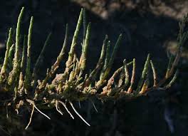 Image result for Sarcocornia