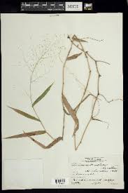 Image result for Panicum carneovaginatum