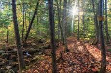 Fall Foraging Walk