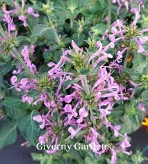 Image result for Barleria sp. D (near holubii)