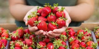 Is now the largest strawberry farm in sc with 115 acres. U Pick Strawberry Farms In Plant City Central Florida Lakeland Mom