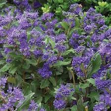 Image result for Caryopteris odorata
