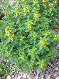 I want it in my garden if. Garden Answers Plant Identification Plant Identification Shade Plants Plants