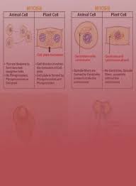 We did not find results for: Mitosis Plants Vs Animals Definition Examples Diagrams