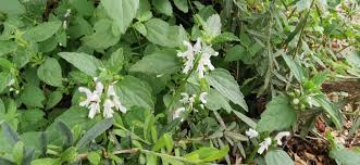 Image result for Leucas glabrata