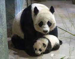 National Zoo On Twitter Panda Bear Cute Panda Panda Love