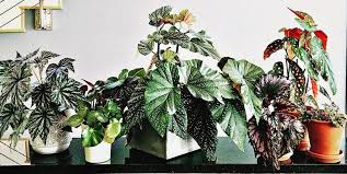 This article will show you the easiest way to. Why You Should Add A Begonia To Your Home This Fall Best Fall Houseplants