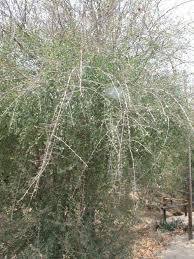 Image result for Terminalia prunioides