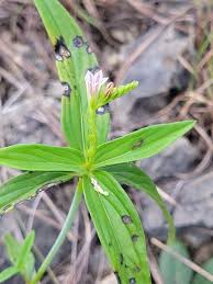 Image result for Spigelia anthelmia