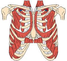 The intercostal muscles between the ribs control the movement of the thorax and rib cage. Thoracic Muscles