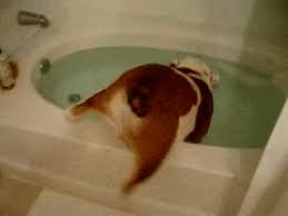 Share a gif and browse these related gif searches. The Funniest Dog Gifs To Hit The Internet News
