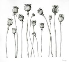 Drawing Black And White Botanical Prints Sue Vize Sba Botanical Artist And Tutor Botanical Illustration Black And White Flower Drawing Tumblr Botanical Illustration
