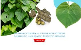 Image result for Tinospora tenera