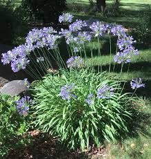 Image result for Agapanthus africanus
