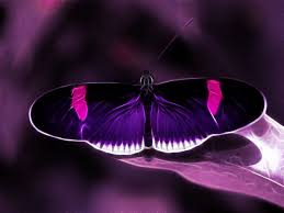 Beautiful Black And Purple Butterfly Wallpapers For Purple And Black Butterfly Wallpapers Purple Butterfly Beautiful Butterflies Butterfly Wallpaper