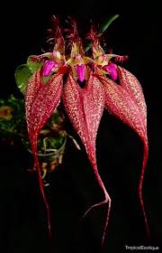 Image result for Bulbophyllum burttii