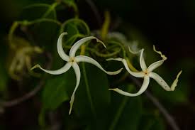 Image result for Landolphia camptoloba