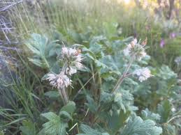 Image result for Zygophyllum cuneifolium