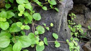 Image result for Pilea johnstonii