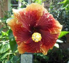 Hybrid Tropical Hibiscus Flower Seeds China Rose Hibiscus Rosa Sinensis Very Rare Tropical Flowering Plan Hibiscus Rosa Sinensis Flower Seeds Hibiscus Flowers