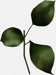 Unduh gambar gambar gratis yang menakjubkan tentang daun. Love Life Boyfriend Daun Cinta Daun Png Pngegg