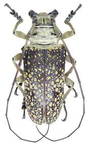 Lochmaeocles Pulcher Artropodes Escaravelho Insetos