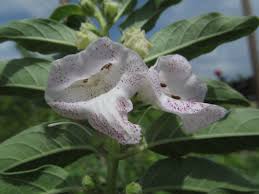 Image result for Pedaliaceae