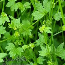 Image result for Justicia incana