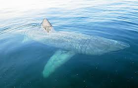 <p>le requin pèlerin est le requin vivant au deuxième rang après le requin baleine. Pourquoi Y A T Il Autant De Requins Pelerins Pres Des Cotes Bretonnes Letelegramme Le T
