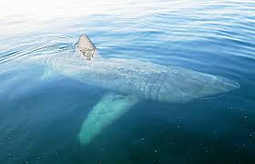 Εξετάστε τα παραδείγματα μετάφρασης του requin pèlerin σε προτάσεις, ακούστε την προφορά και μάθετε τη γραμματική. Pourquoi Y A T Il Autant De Requins Pelerins Pres Des Cotes Bretonnes Letelegramme Le T