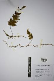 Image result for Hymenophyllum capillare