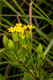 Image result for Helixanthera woodii