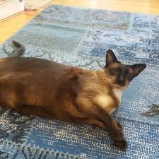 Dog boarding, dog walking, house sitting Tlc Pet Care Providers 23 Photos 16 Reviews Dog Walkers Court St Atlantic Ave Brooklyn Ny Phone Number