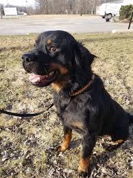 This is because there are some breeding restrictions established by the american kennel club (akc) which controls the population of certain types of dogs.it is even rare to find it in the show rings because it does not meet the standards put by akc. Beautiful Long Haired Rottie R E A L Rottweiler Rescue Facebook