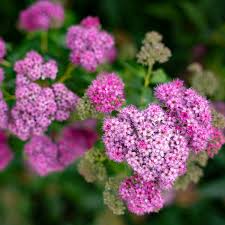 Image result for Spiraea japonica ´Little Princess