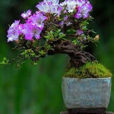 654 Likes 1 Comments Izmirbonsai On Instagram Bonzaitree Maceta Bonsai Bonsai Bonsais