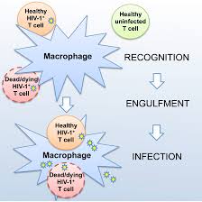 Winrar free download and compress or extract your files. Macrophage Infection Via Selective Capture Of Hiv 1 Infected Cd4 T Cells Sciencedirect