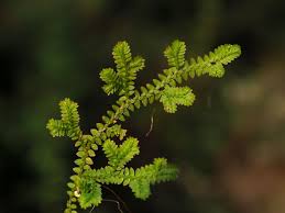Image result for Selaginella mittenii