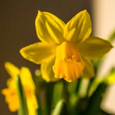Flowers Garden Mini Narcise Dwarf Narcissus Tete A Tete Narcissus My Flower Flowers