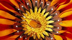 Find 51 ways to say flowers, along with antonyms, related words, and example sentences at thesaurus.com, the world's most trusted free thesaurus. Flowering Plants Article Flowers Information Facts National Geographic
