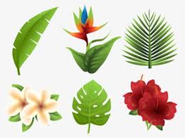 First, it introduces scores of interesting and unusual tropical plants. Tropical Plants Png Images Free Transparent Tropical Plants Download Kindpng