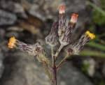 Image result for Sonchus schweinfurthii
