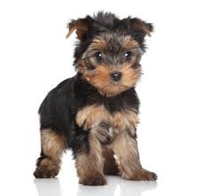 This mini poodle puppy is ready for a loving furever home! Yorkie Puppies For Sale Tiny Teacup And Cute Ct Breeder